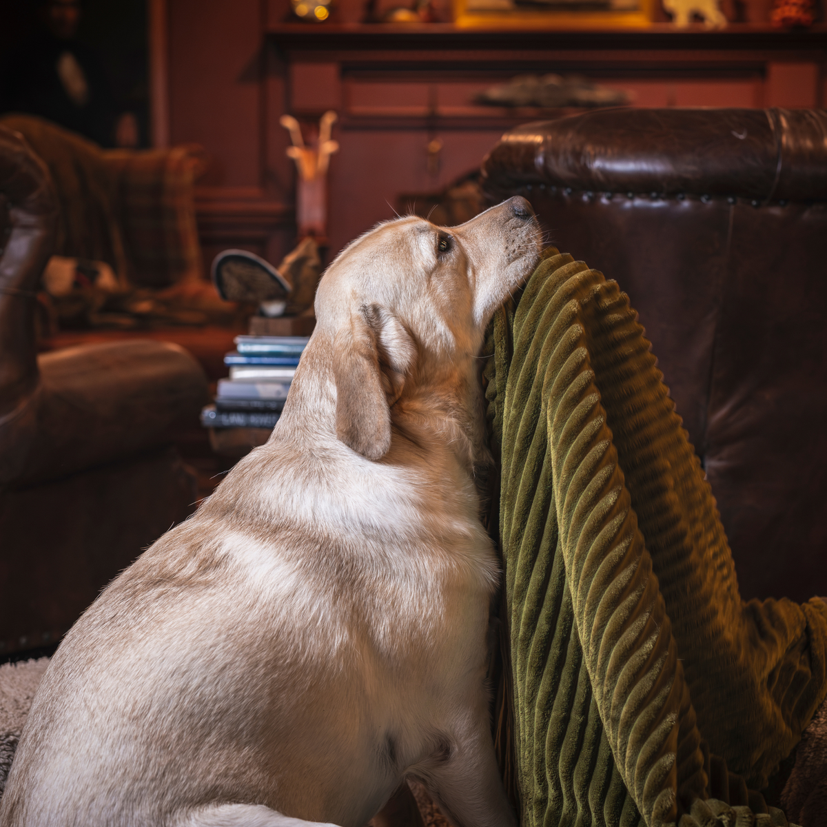 Scout Blankie™ Double-Sided Plush Dog Blanket | HuggleHounds