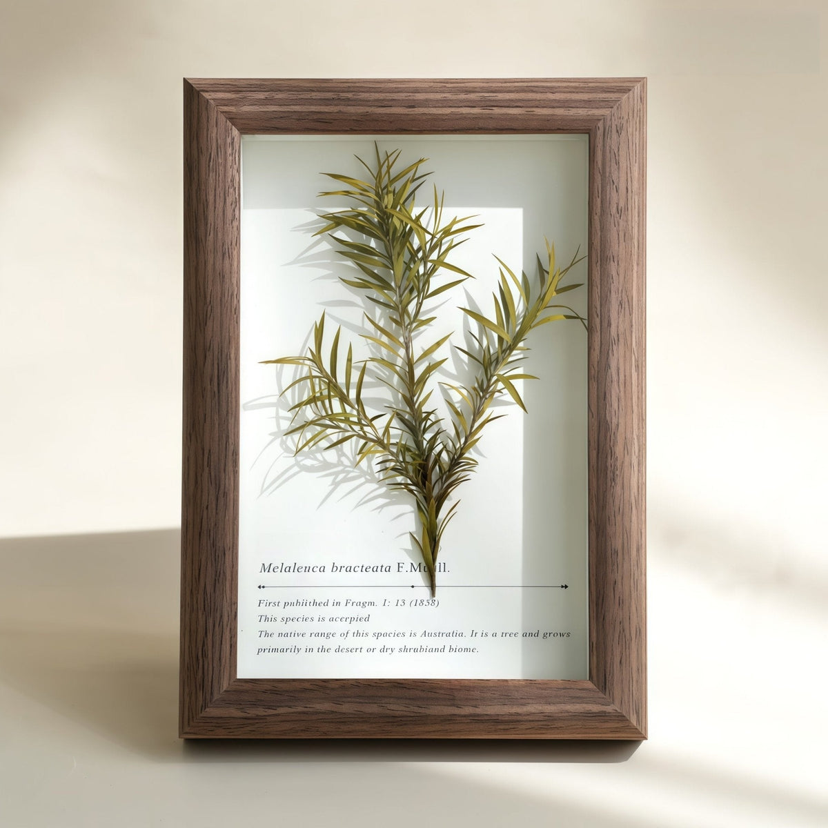 Pressed Botanical Shadow Box – Real Preserved Flowers & Foliage