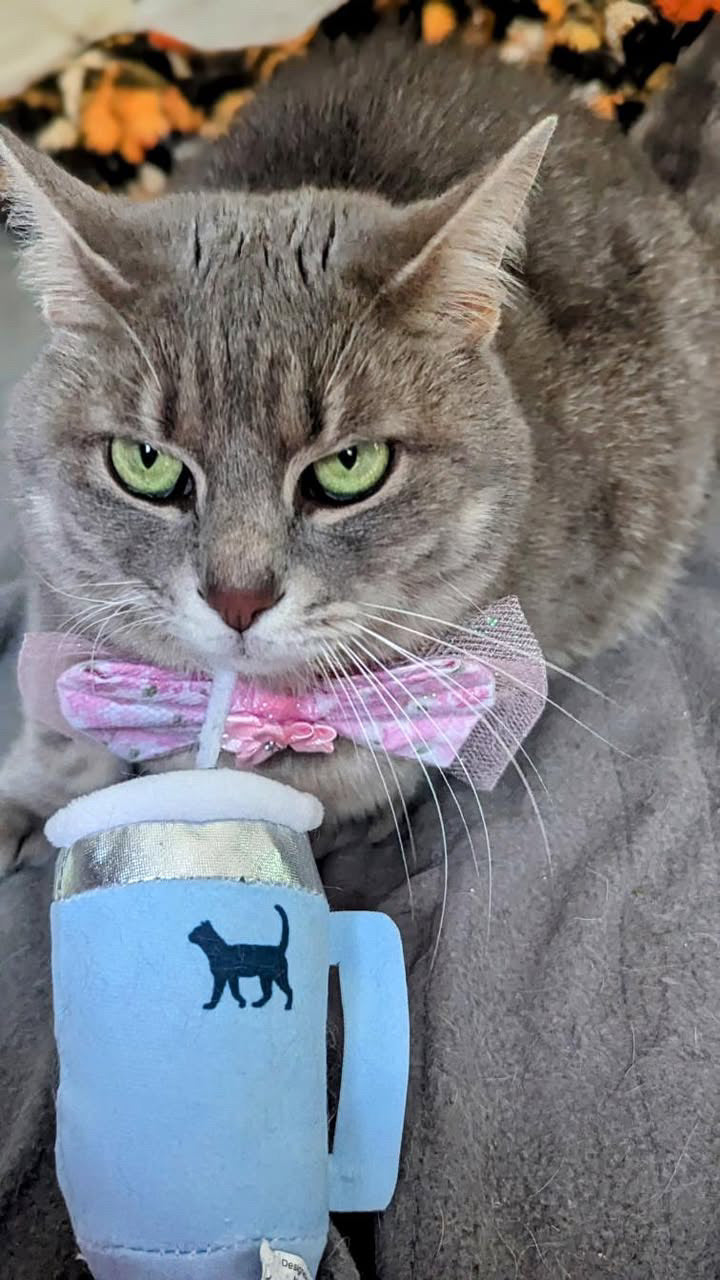 Give your pup a cup of their own with this plush tumbler dog toy featuring a built-in squeaker, soft exterior, and adorable drink-inspired design.