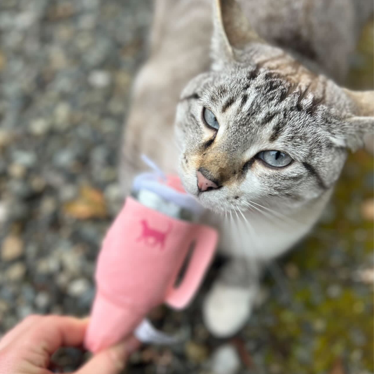 Give your pup a cup of their own with this plush tumbler dog toy featuring a built-in squeaker, soft exterior, and adorable drink-inspired design.