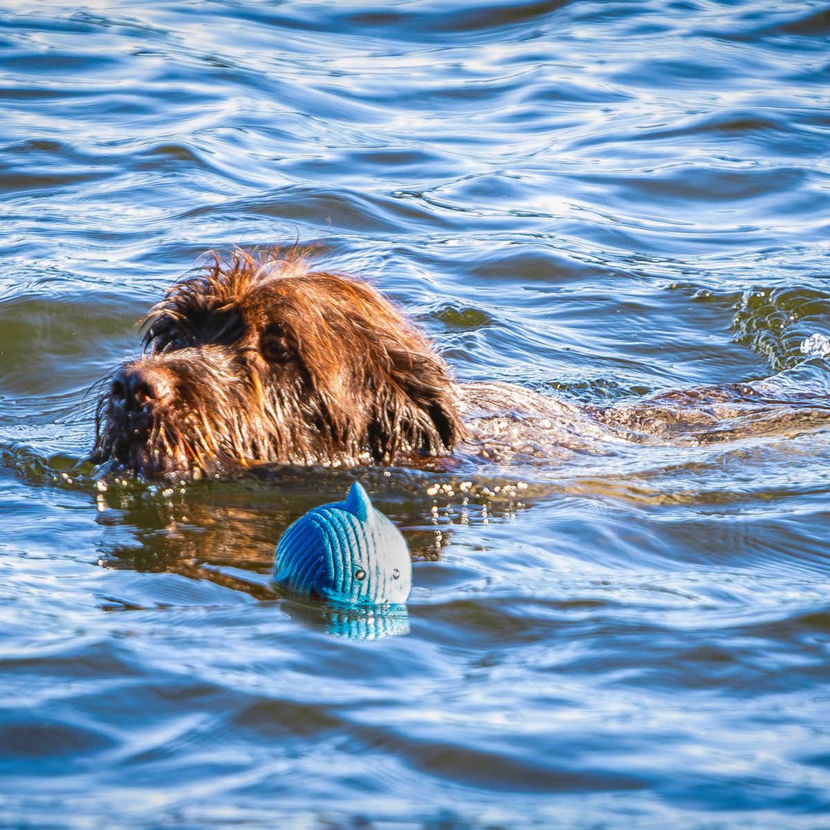 Finn the Shark Ruff-Tex® Squeaky Dog Ball | HuggleHounds