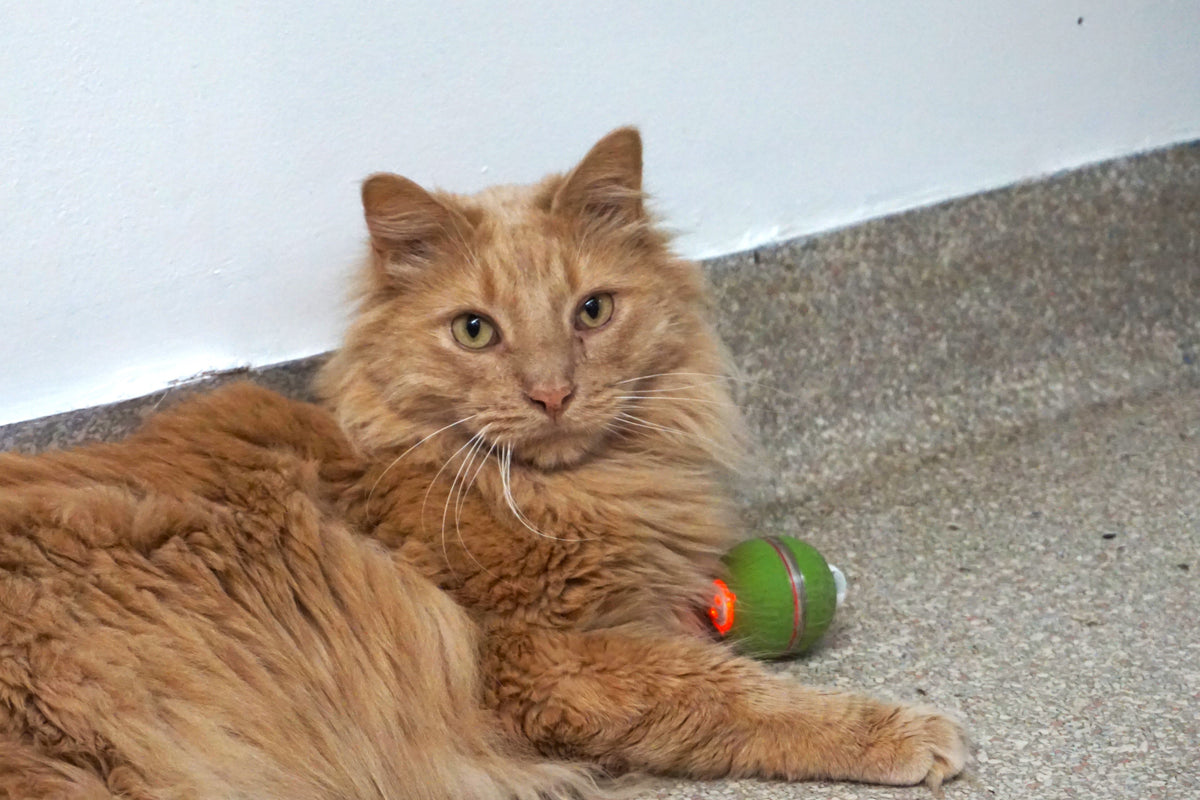 HuggleKats® PlayKat® Smart Interactive Cat Toy