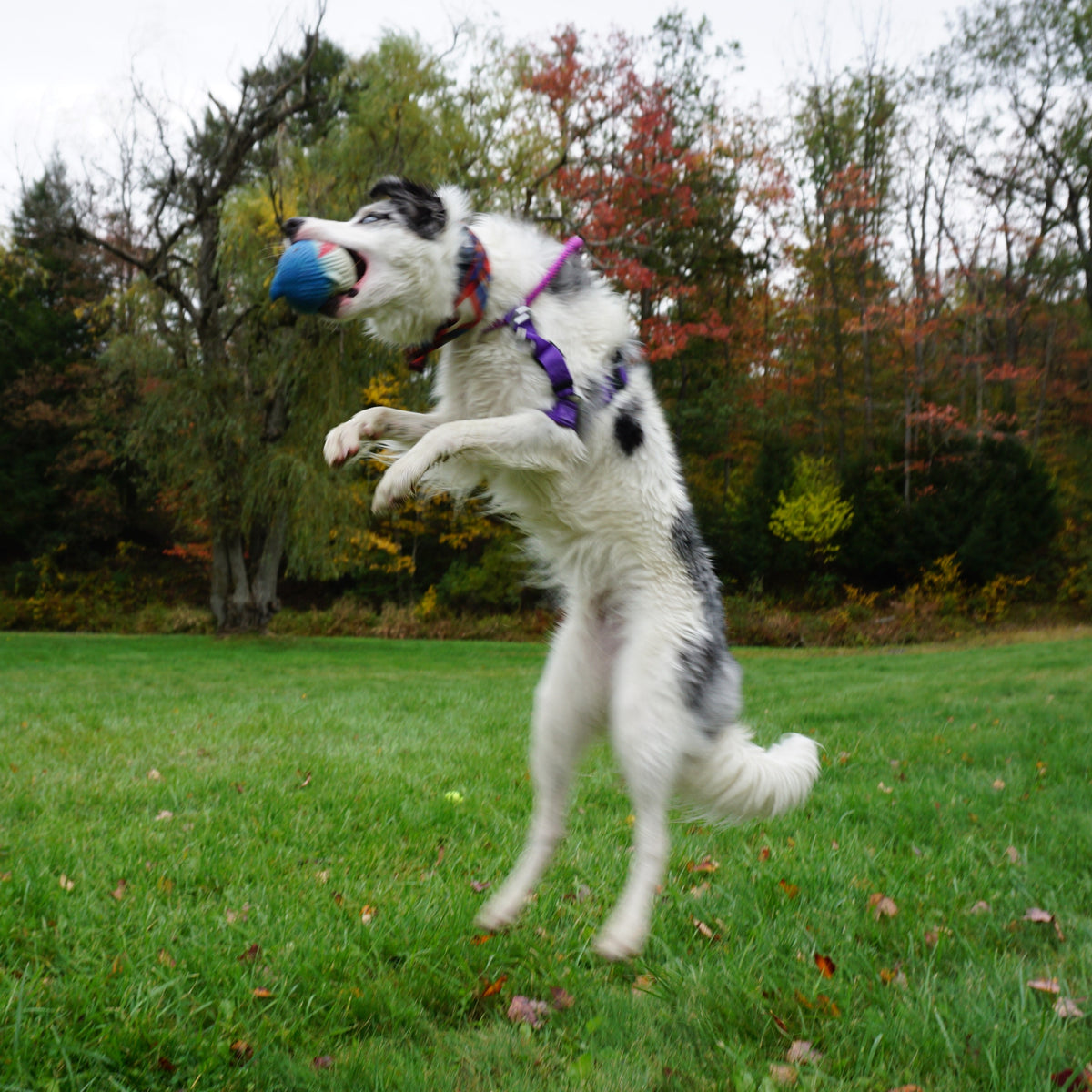 Finn the Shark Ruff-Tex® Squeaky Dog Ball | HuggleHounds
