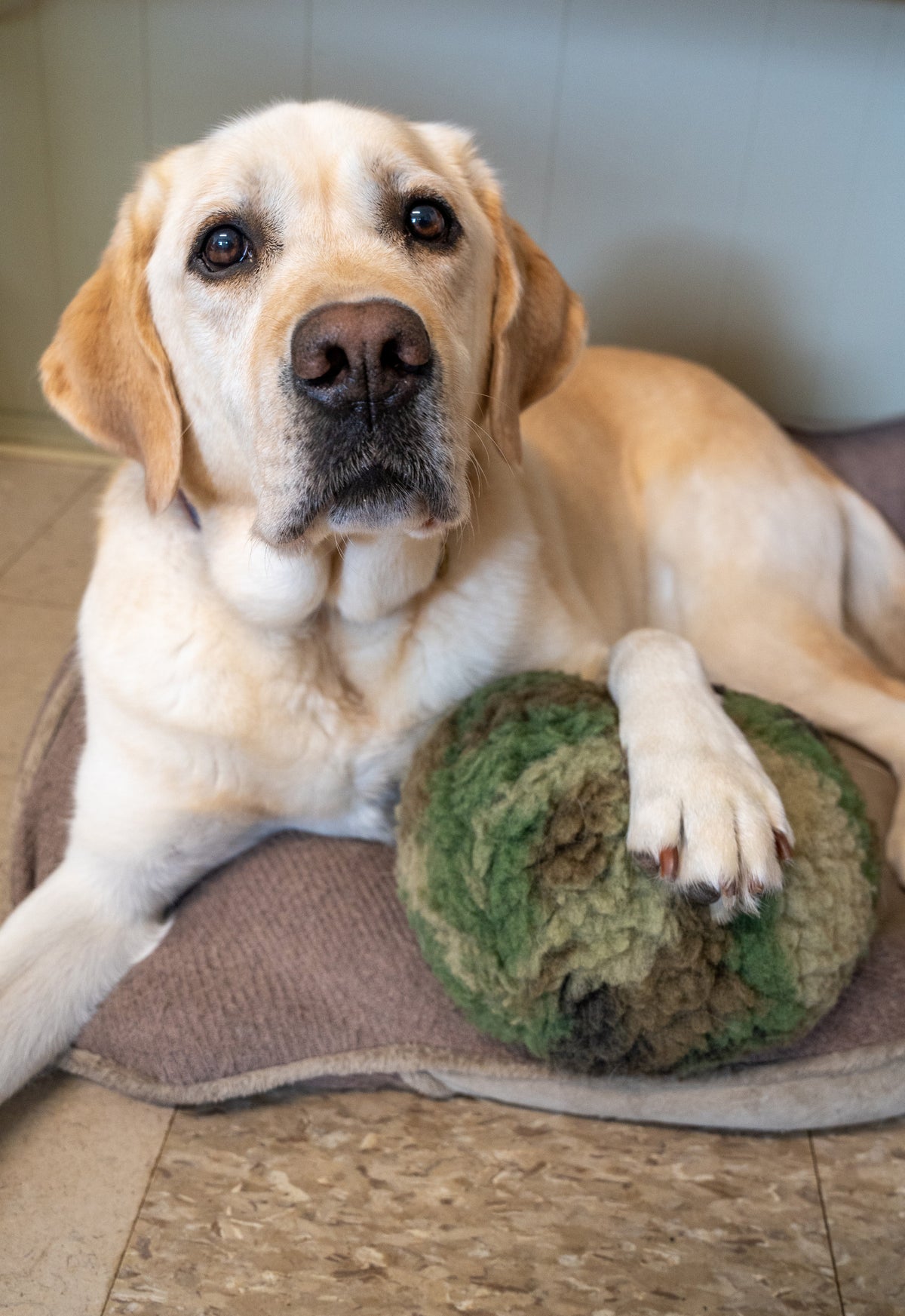 HuggleCause™ Camouflage Plush Dog Ball | Warrior Canine Connection
