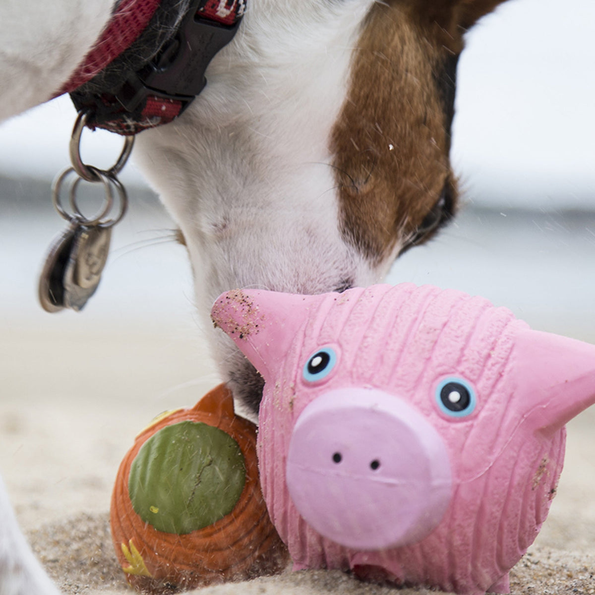 Hamlet the Pig Ruff-Tex® Latex Ball Dog Toy | HuggleHounds