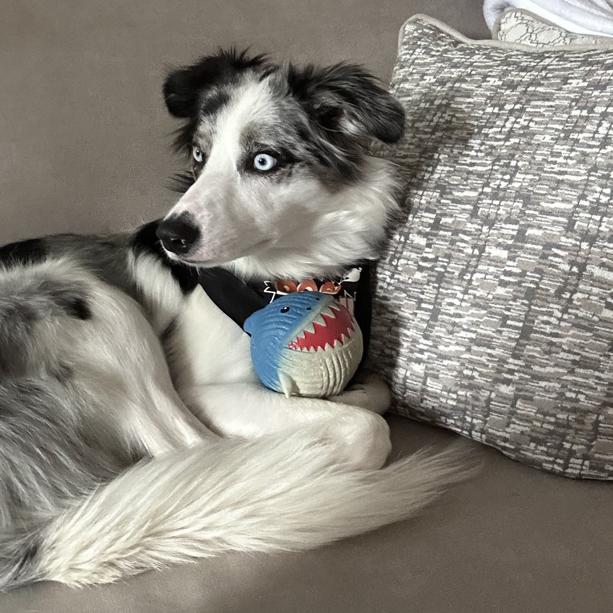 Finn the Shark Ruff-Tex® Squeaky Dog Ball | HuggleHounds