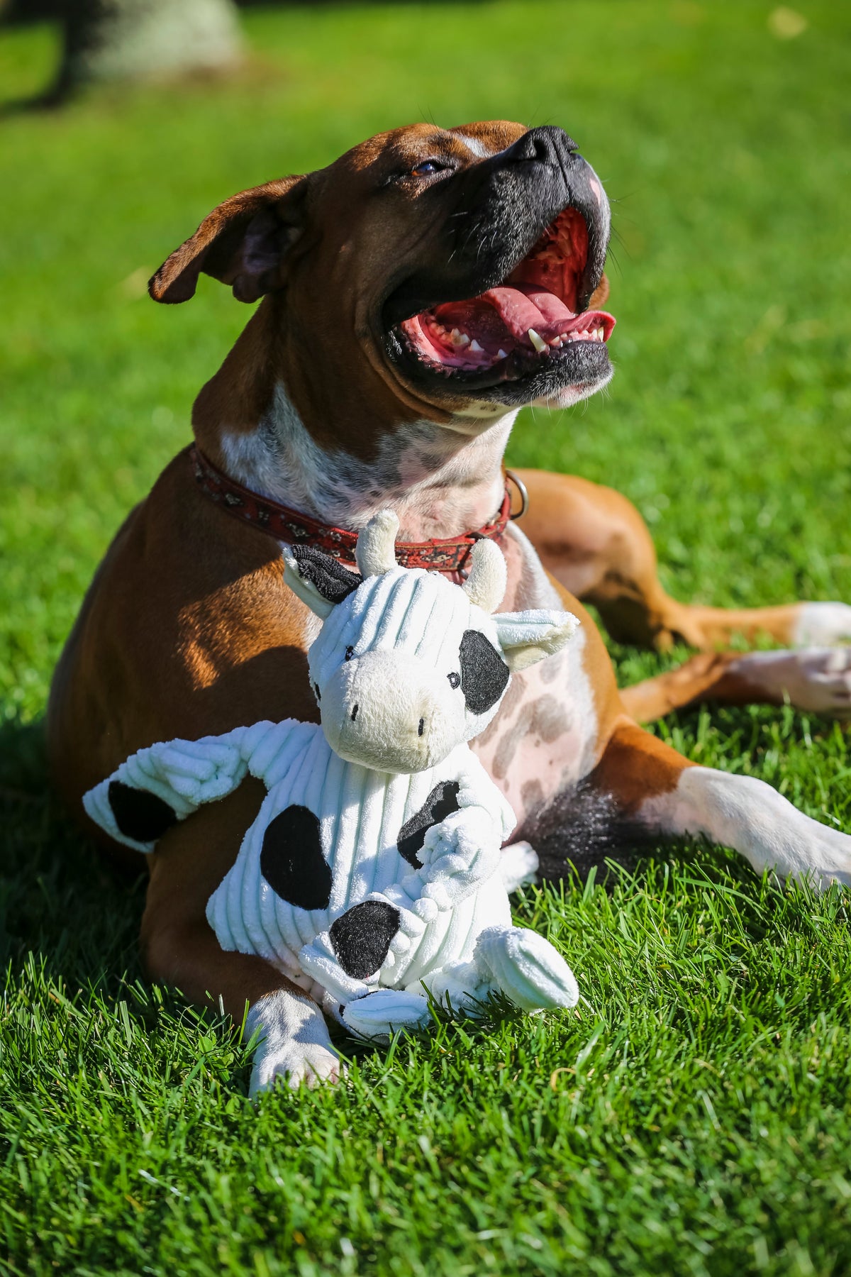 Dottie Cow Knottie® Plush Dog Toy | HuggleHounds
