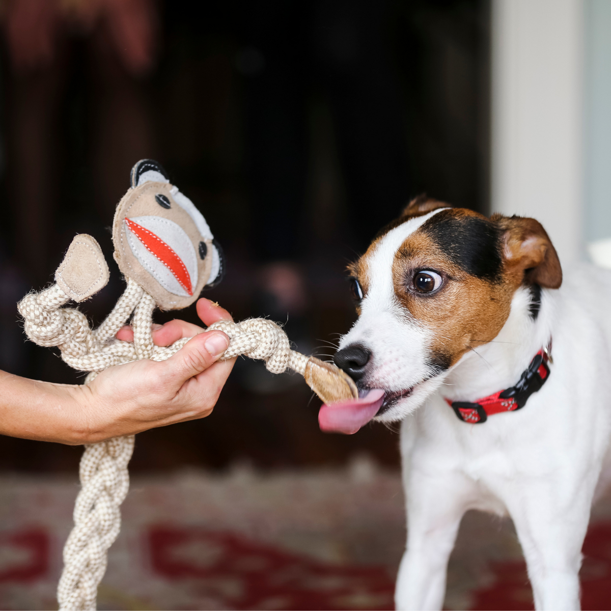 Stuey Sock Monkey Natural Rope Knottie® Dog Toy