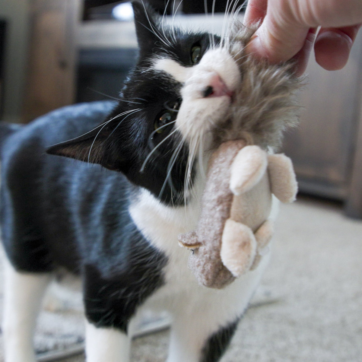 Wee Feller Squirrelie Catnip Cat Toy | HuggleKats®