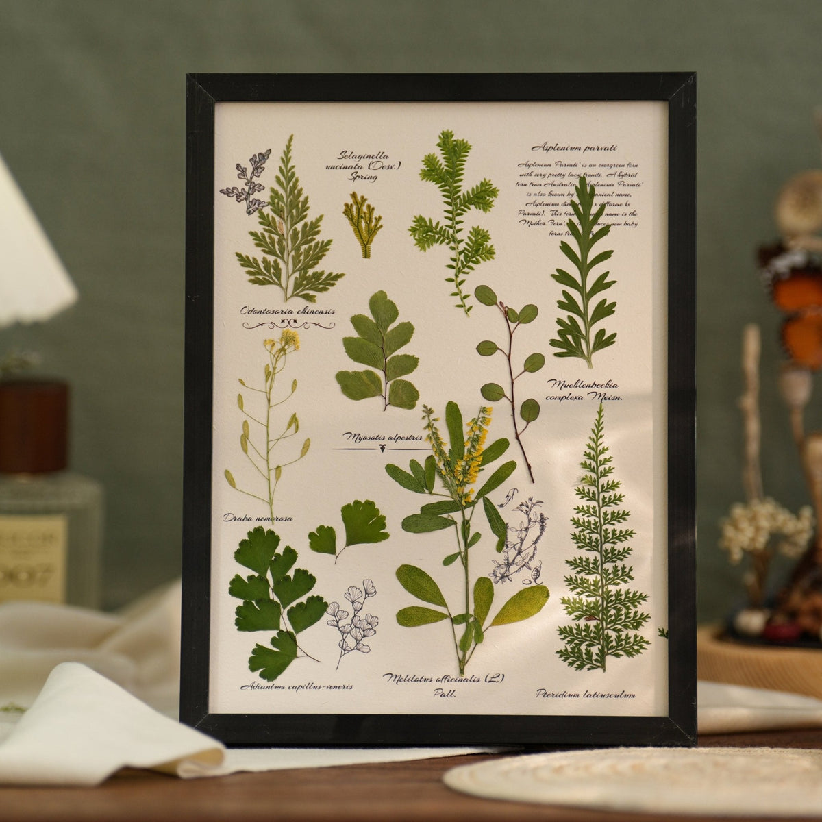 The Botanist's Journal | Real Pressed Botanical Art