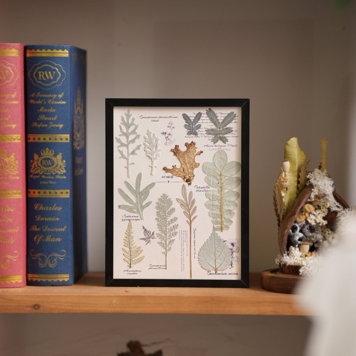 The Botanist's Journal | Real Pressed Botanical Art