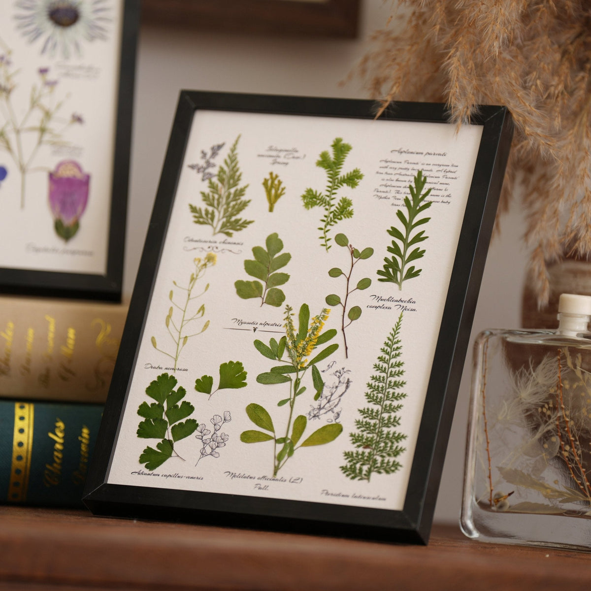 The Botanist's Journal | Real Pressed Botanical Art